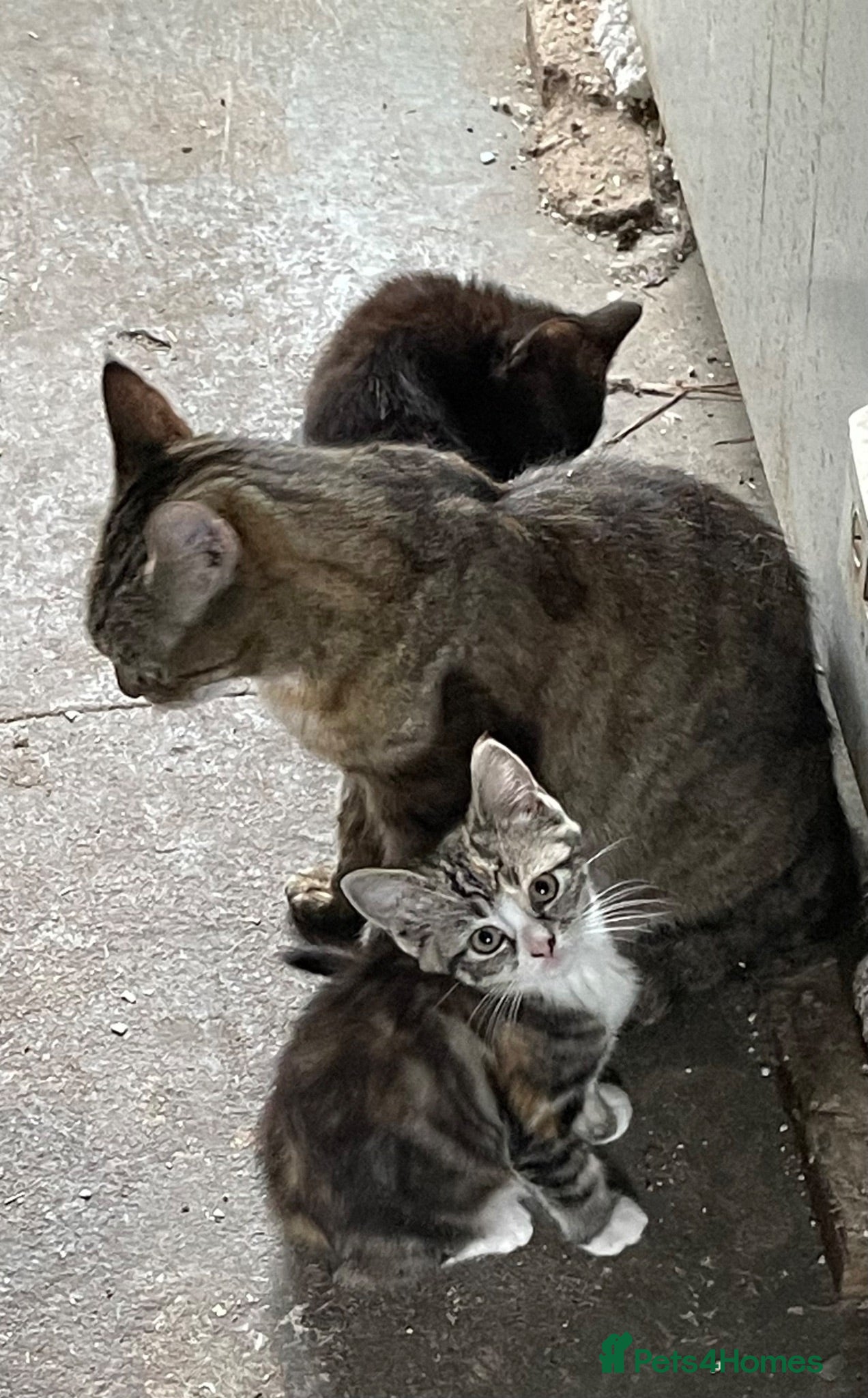 Mixed Breed cats Beautiful Persian Cross kittens - Advert 1