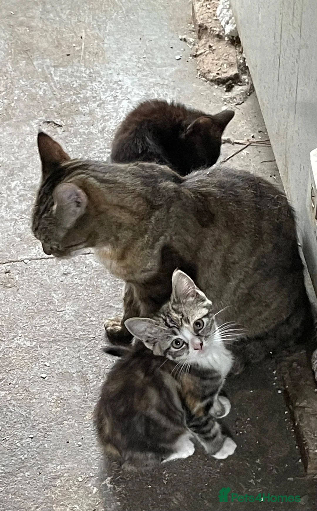 Mixed Breed cats for sale: Beautiful Persian Cross kittens in Honiton - Advert 1