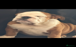 English Bulldog dogs for sale: Kc reg English bulldog puppy - Image 3