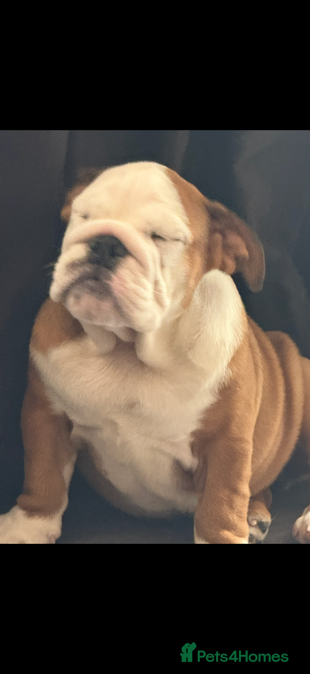 English Bulldog dogs for sale: Kc reg English bulldog puppy - Image 3