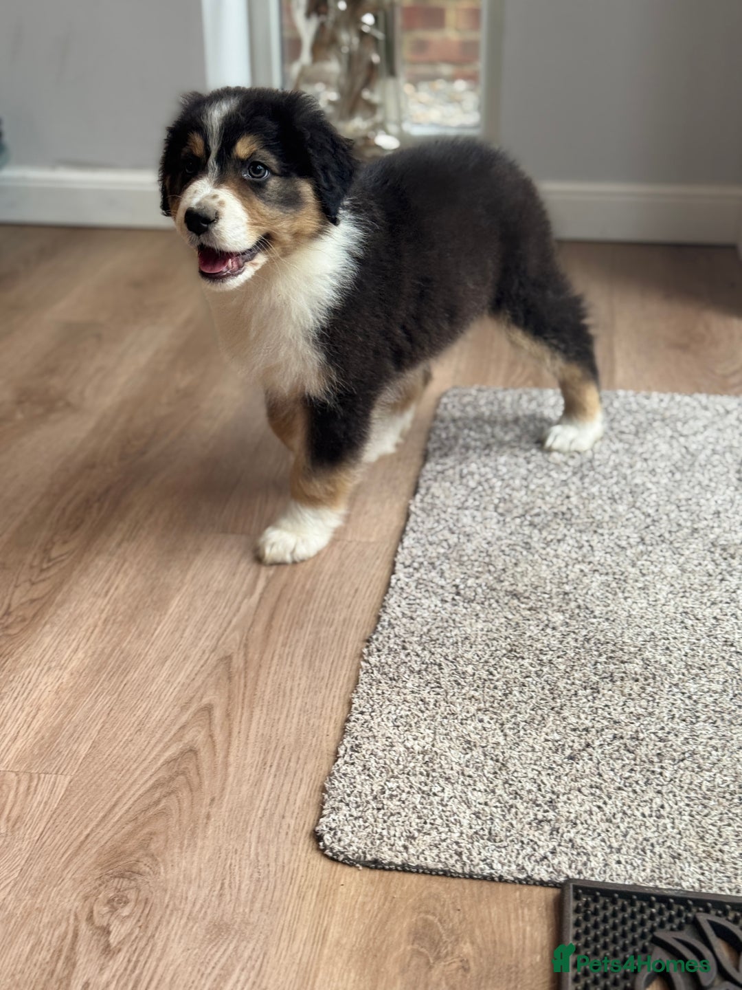 Australian Shepherd dogs for sale: 2 KC registered Australian Shepards remaining! - Image 12