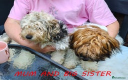Jack Russell dogs for sale: JACK RUSSEL X PUPPIES ONLY 1 LEFT - Image 10