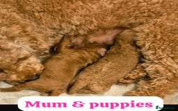 Cavapoo dogs for sale: Stunning F1b Deep Fox Red Toy cavapoos - Image 17