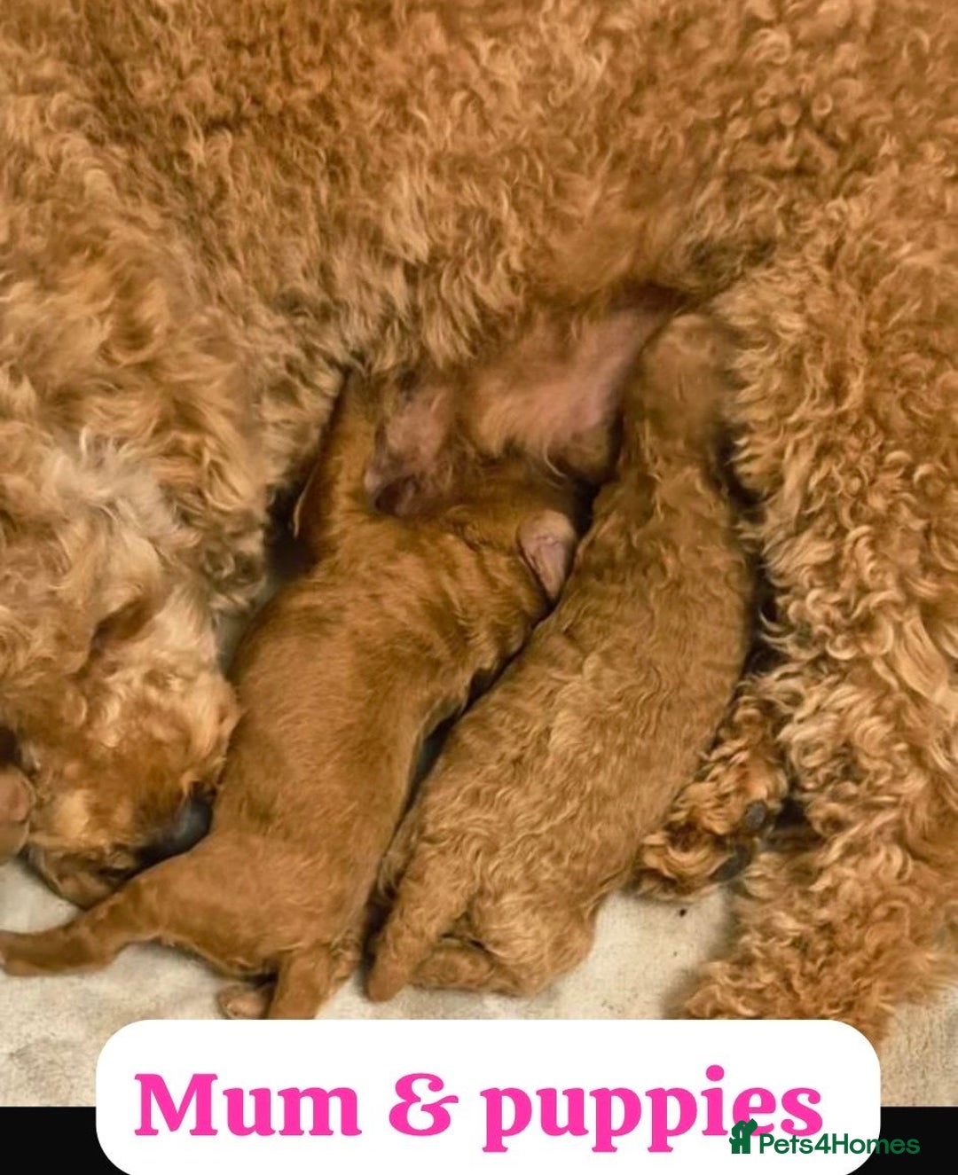 Cavapoo dogs for sale: Stunning F1b Deep Fox Red Toy cavapoos - Image 17