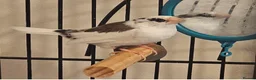 Canaries birds for sale: Canary & Bengalese Finch  - Advert 3