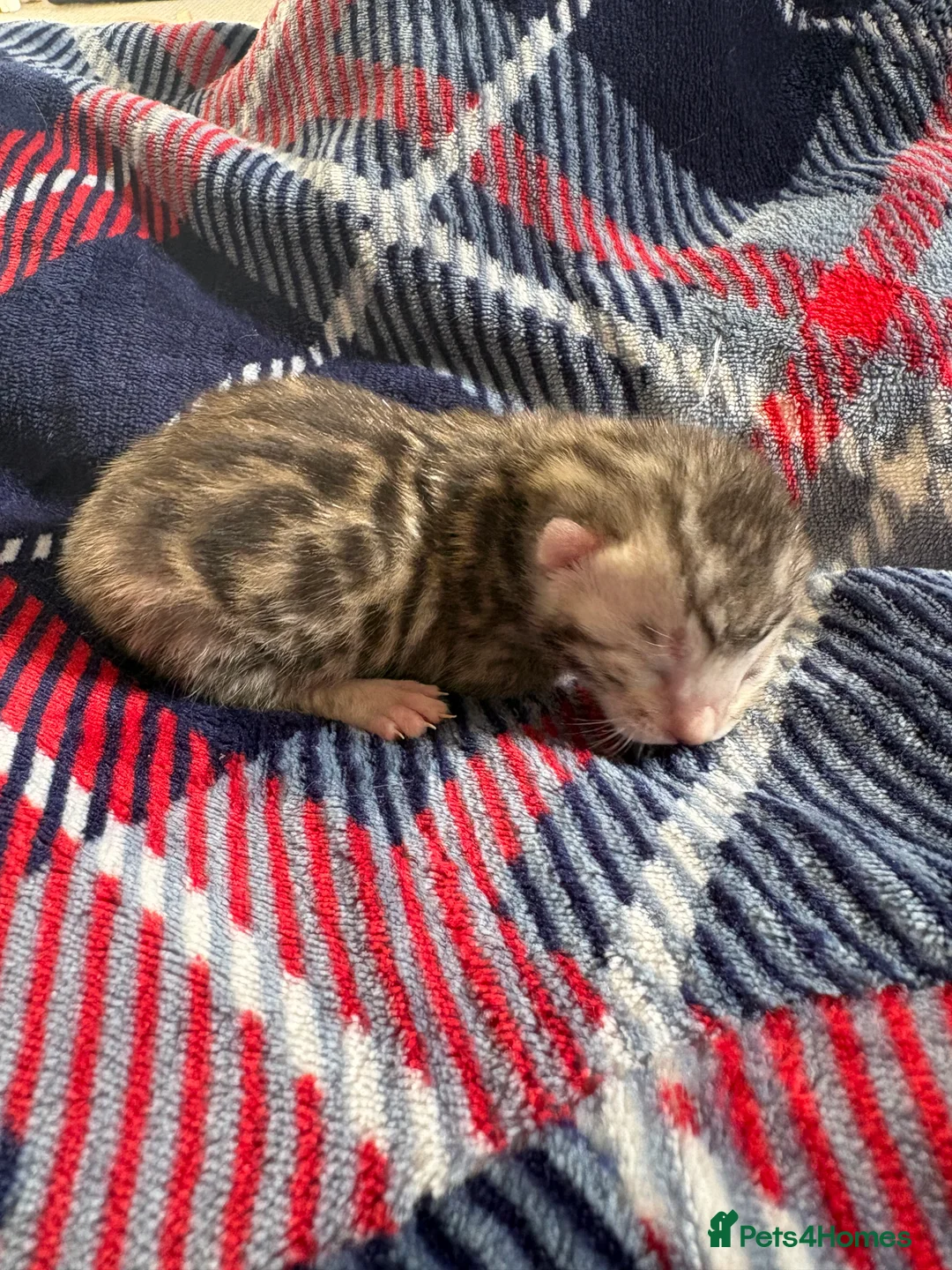 Bengal cats for sale: Pure Bengal kittens  in Oswestry - Advert 8