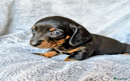 Miniature Dachshund dogs for sale: Genuine Short Haired Miniature Dachshund Puppies - Image 8