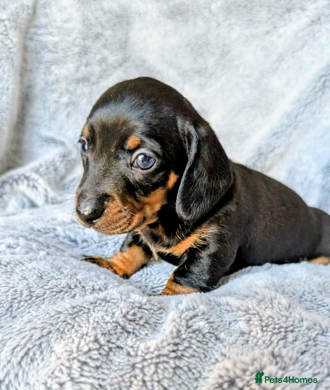Miniature Dachshund dogs for sale: Genuine Short Haired Miniature Dachshund Puppies - Image 8