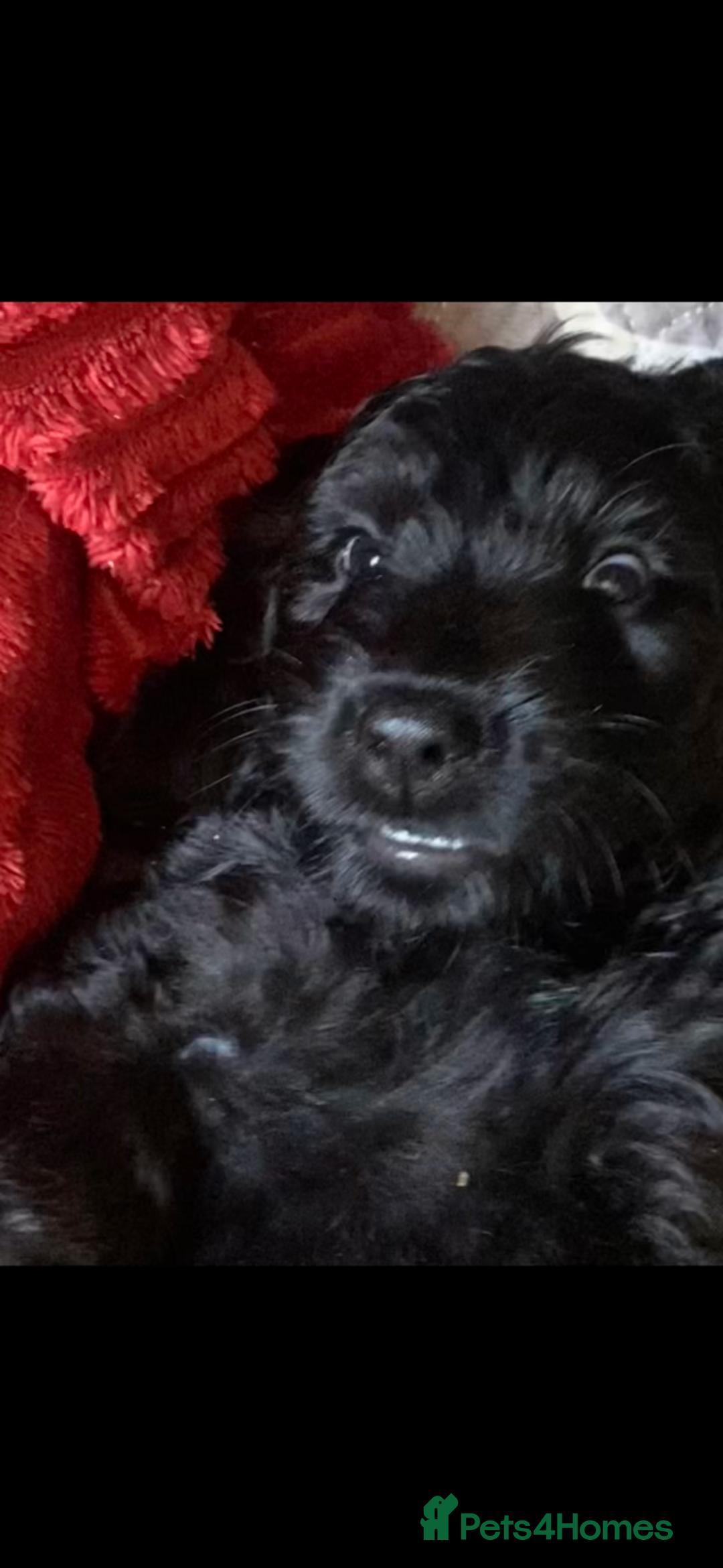 Mixed Breed dogs for sale: Cocker doodles - Image 1