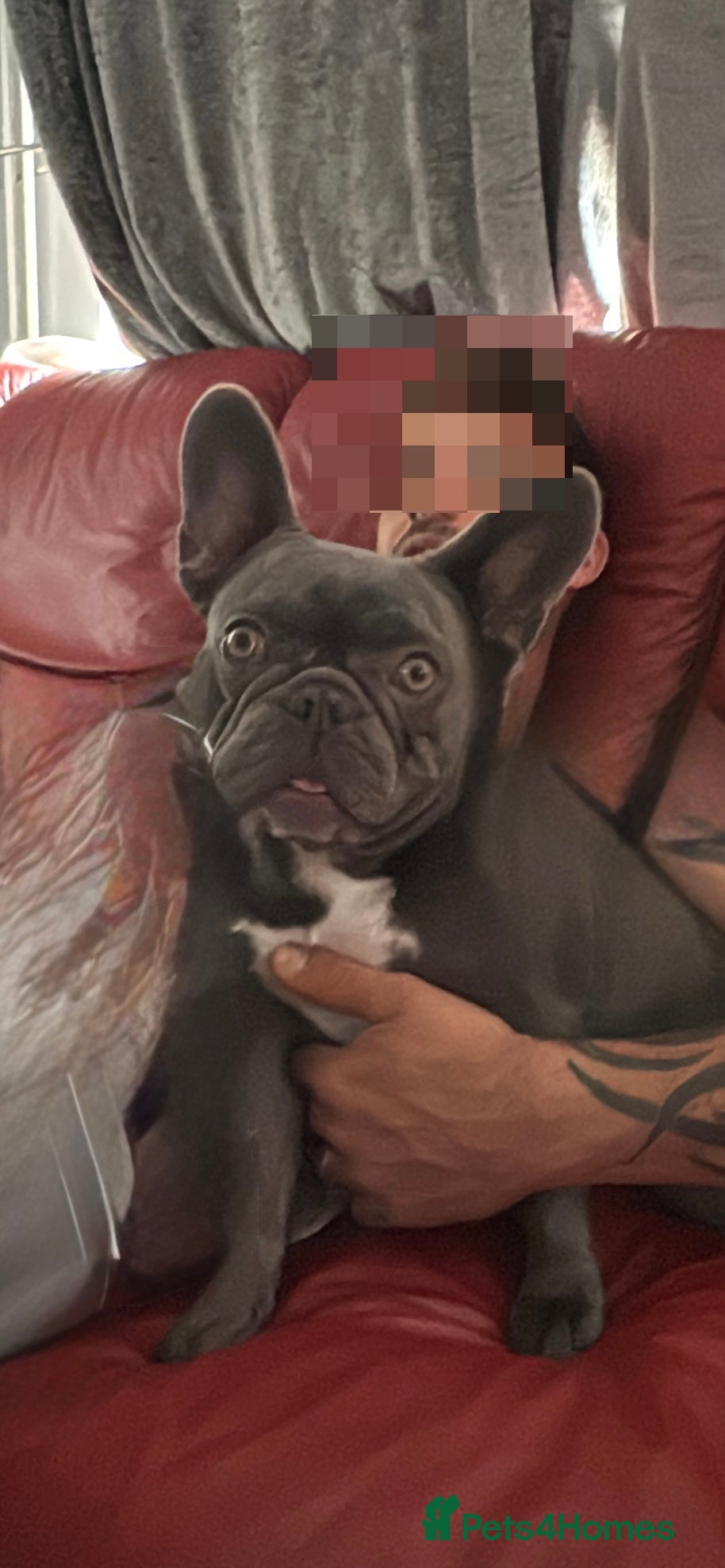 French Bulldog dogs French bulldog  - Advert 3