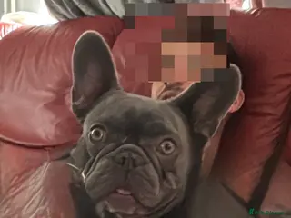 French Bulldog dogs French bulldog - Advert 1