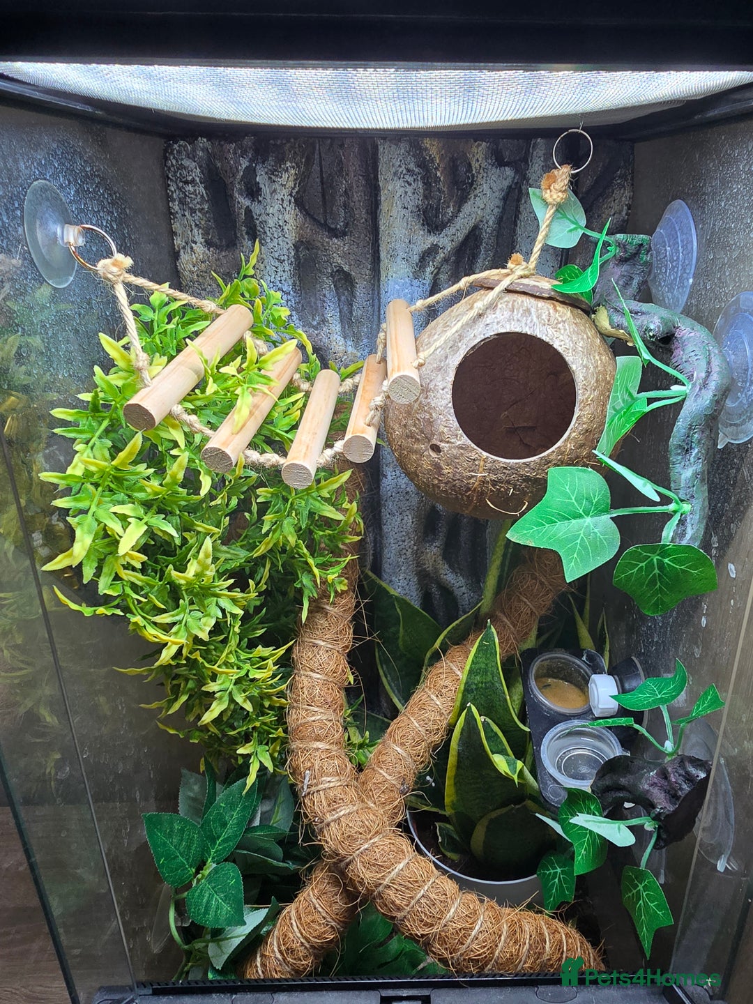 Gecko reptiles for sale: Crested Gecko and Tank  - Image 2