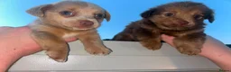 Jack Russell dogs for sale: Jack Russell - Advert 1