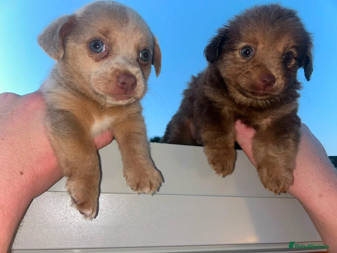 Jack Russell dogs for sale: Jack Russell - Advert 1