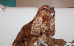 Cavalier King Charles Spaniel dogs for sale: Gorgeous Cavalier King Charles Spaniel puppies - Image 24