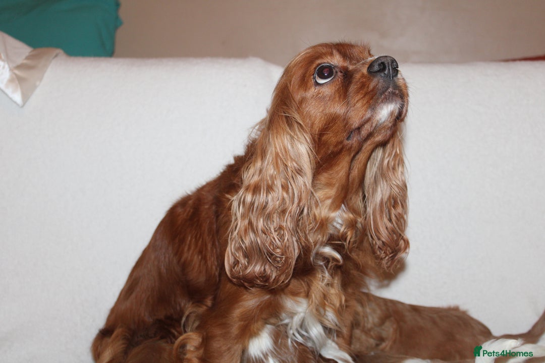 Cavalier King Charles Spaniel dogs for sale: Gorgeous Cavalier King Charles Spaniel puppies - Image 24