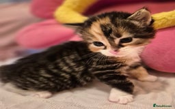 Mixed Breed cats for sale: ** ready to leave now 9 wks , 2 beautiful girls ** - Image 18