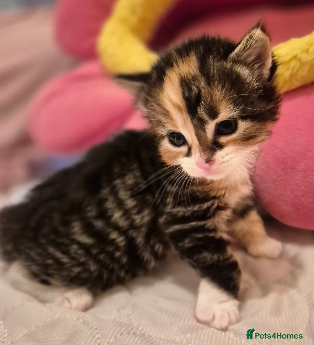 Mixed Breed cats for sale: ** ready to leave now 9 wks , 2 beautiful girls ** - Image 18