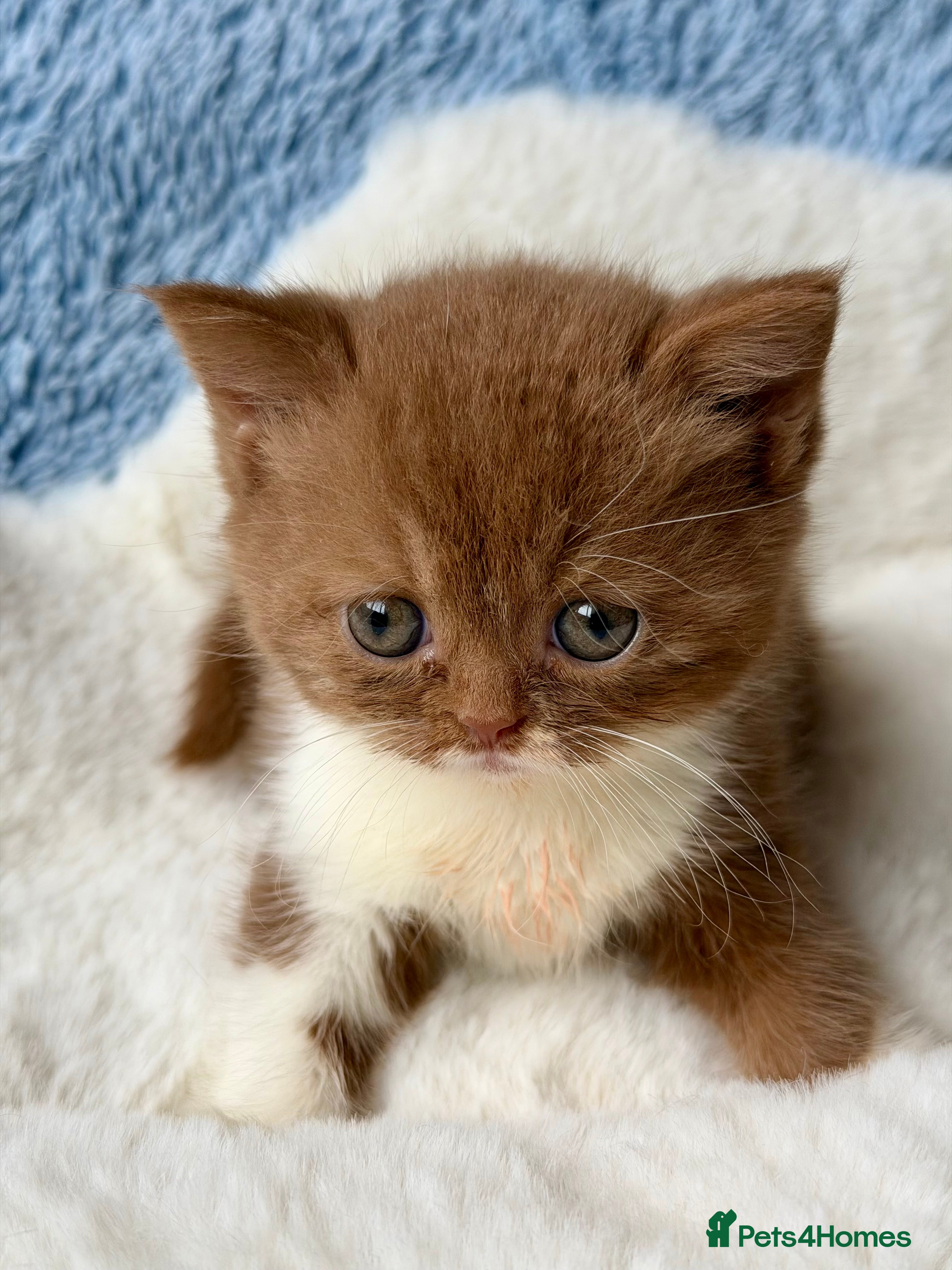 British Longhair cats for sale: Beautiful Cinnamon girls TICA registered  - Advert 3
