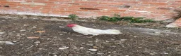 Chickens poultry for sale: Laying hens + other Chickens for Sale  - Advert 11