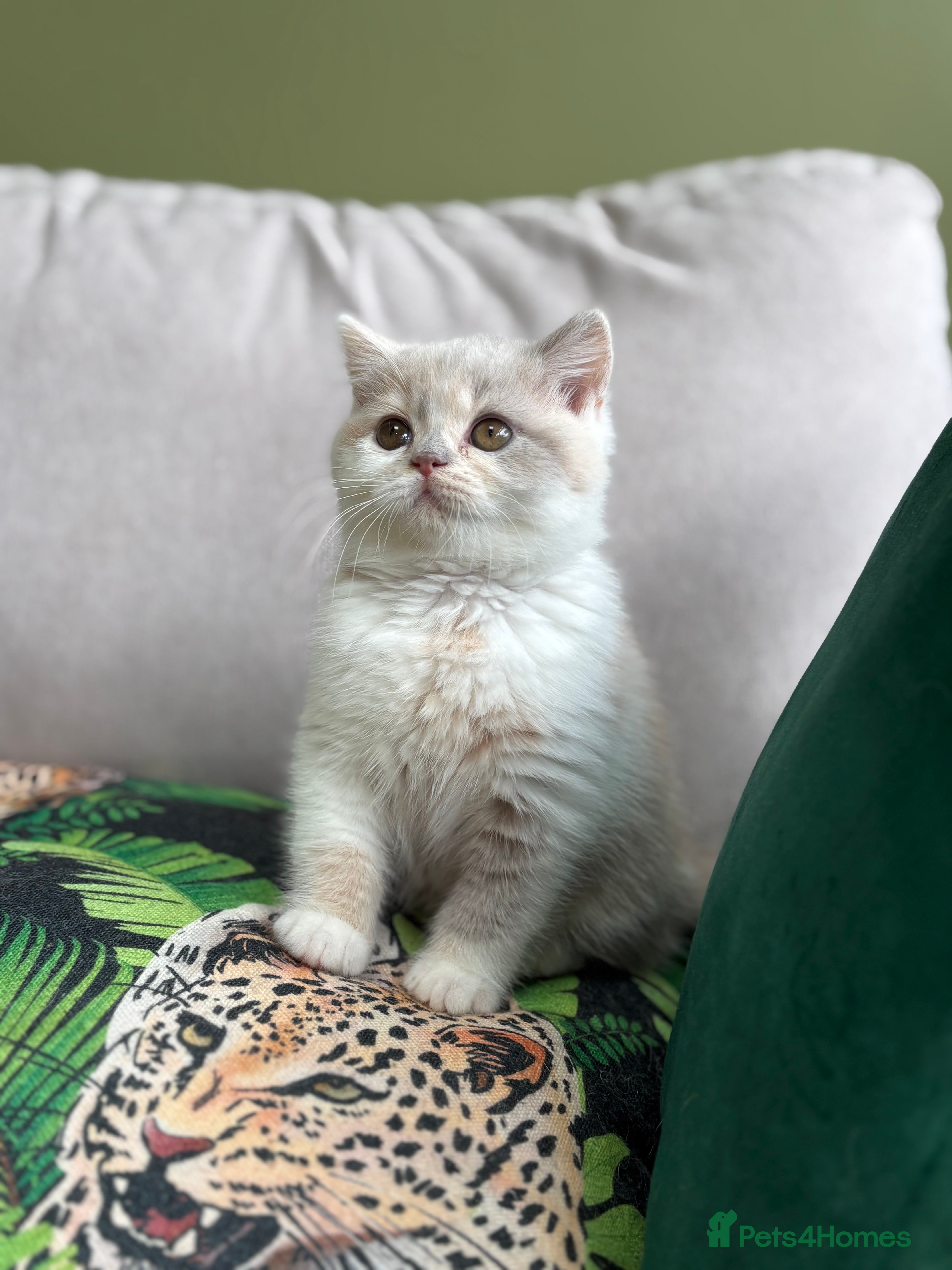 British Shorthair cats GGCF reg lilac tortie and white bsh&blh kittens - Advert 12