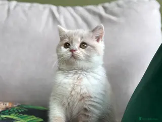British Shorthair cats GGCF reg lilac tortie and white bsh&blh kittens - Advert 9