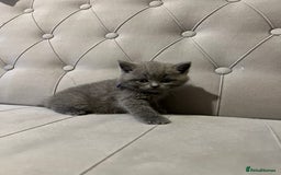 Scottish Fold cats for sale: Adorable Scottish Fold & Straight Kittens 💕🐾 - Image 14