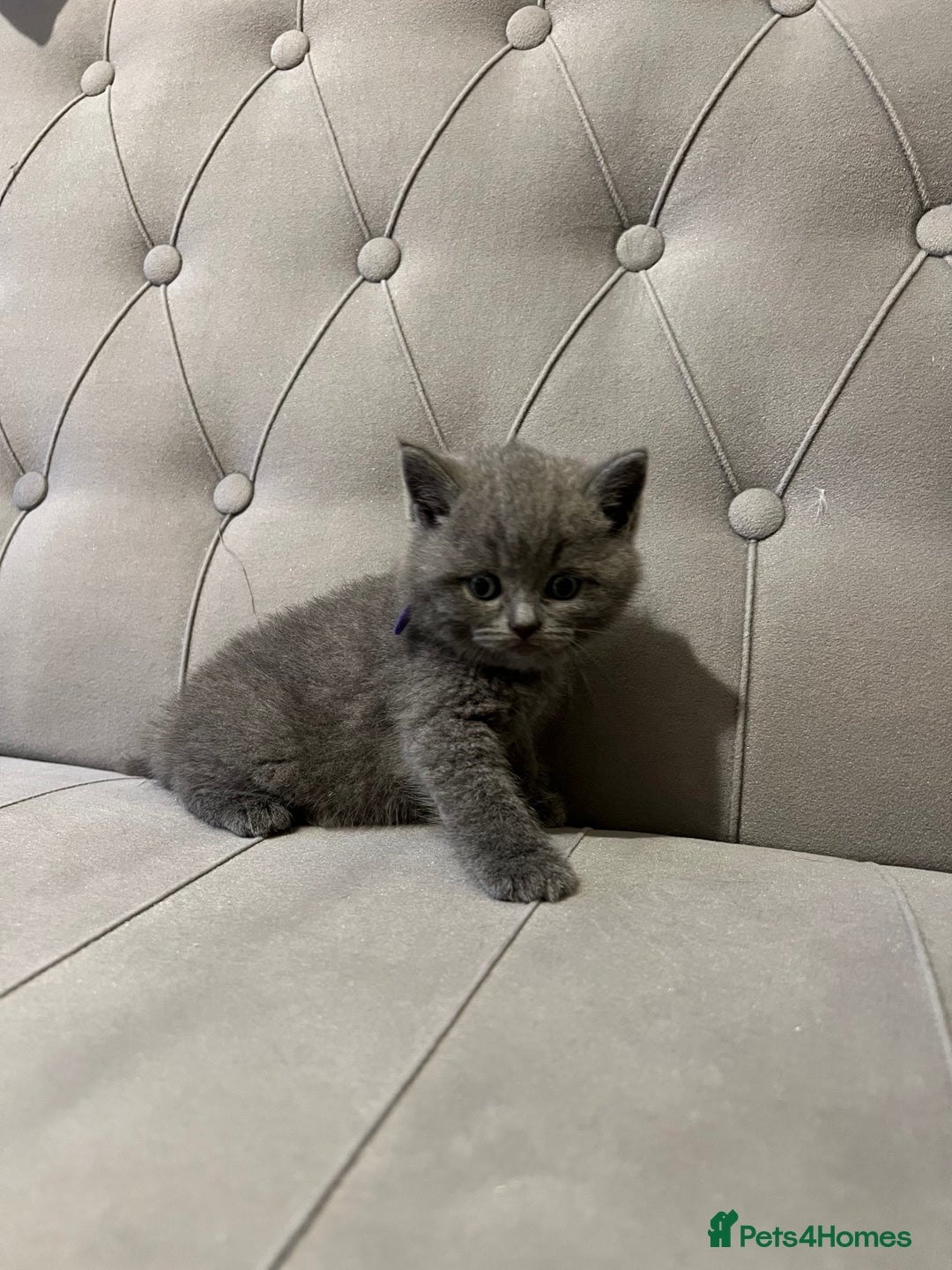 Scottish Fold cats for sale: Adorable Scottish Fold & Straight Kittens 💕🐾 - Image 14
