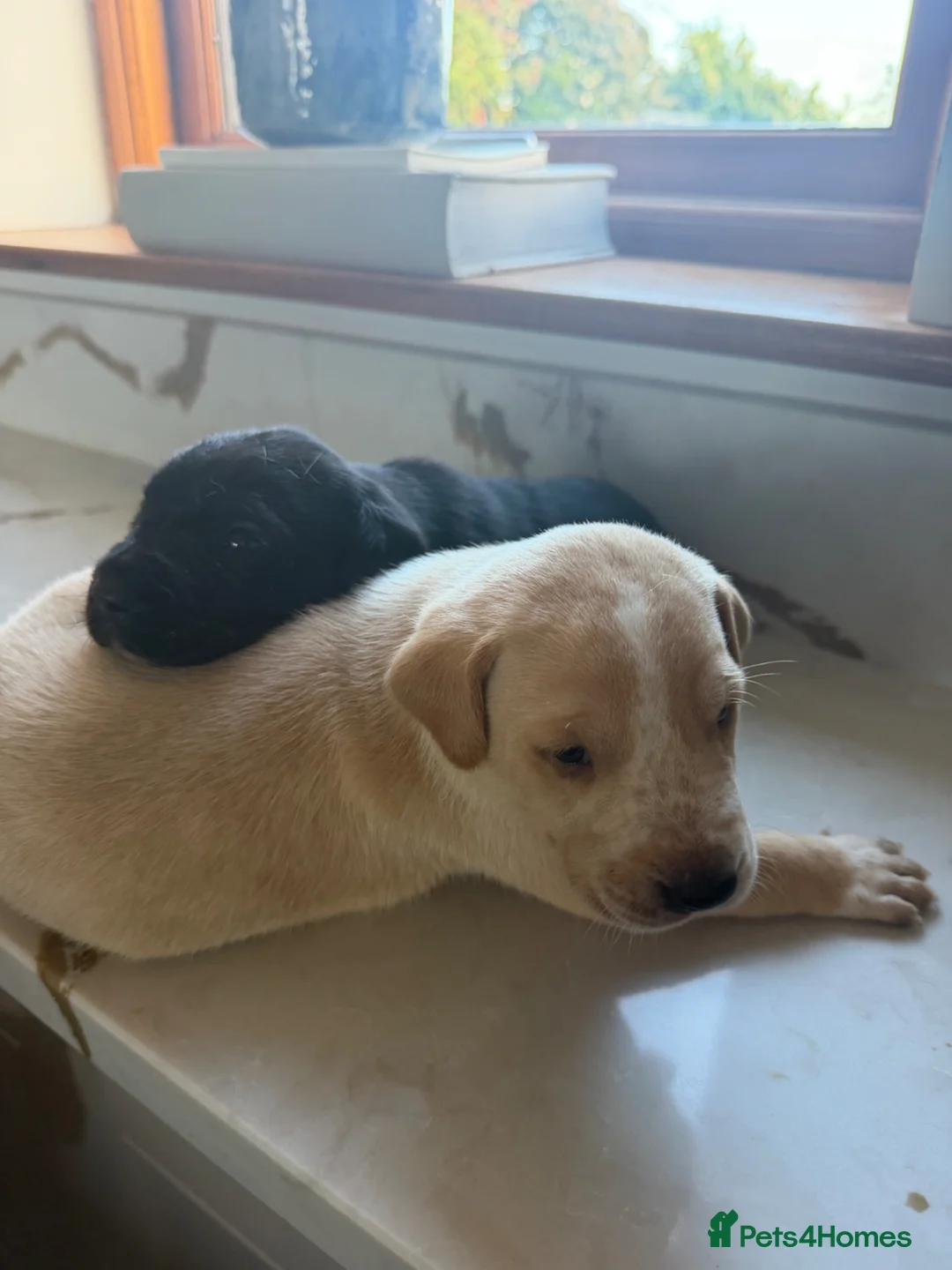 Mixed Breed dogs for sale: Beautiful dalmadors ♥️ - Advert 8