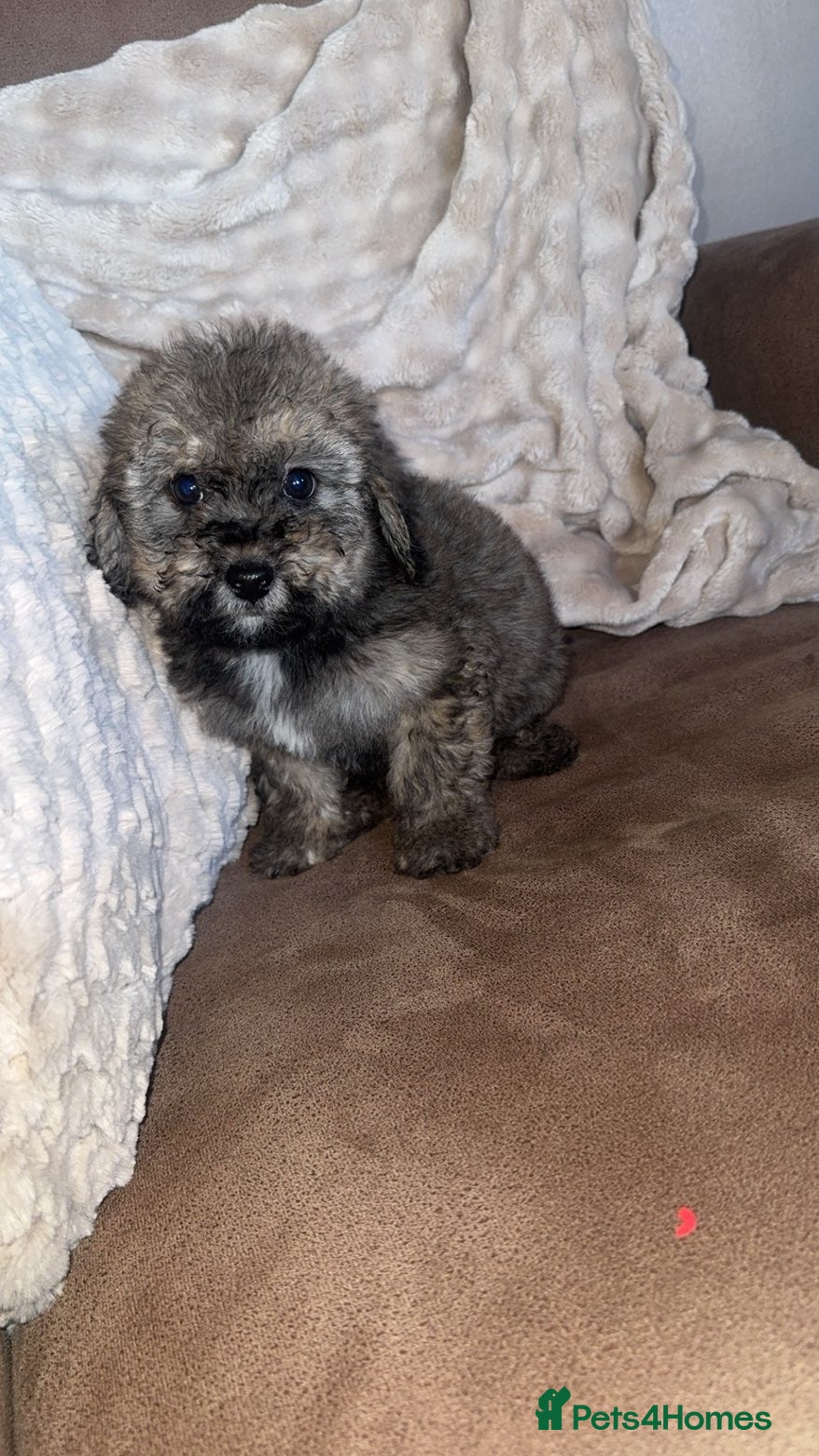 Poochon dogs Beautiful poochons for sale  - Advert 3