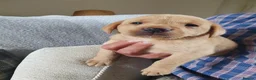 Labrador Retriever dogs for sale: Labrador puppies - Advert 19