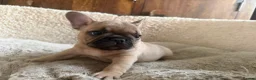 French Bulldog dogs for sale: Stunning KC reg standard litter available now in Sittingbourne - Advert 5