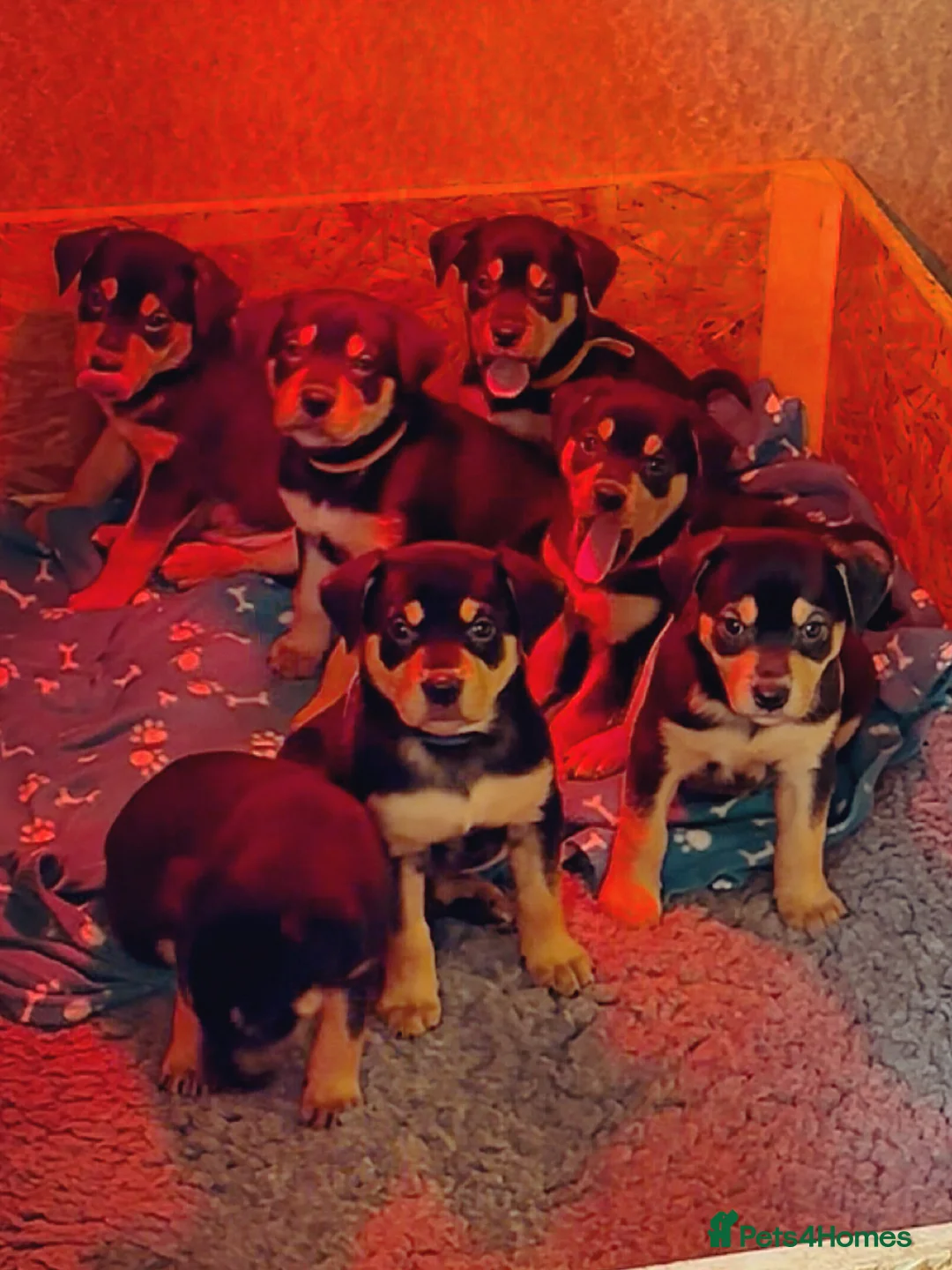 Australian Kelpie dogs for sale: Kelpie pups - Advert 3