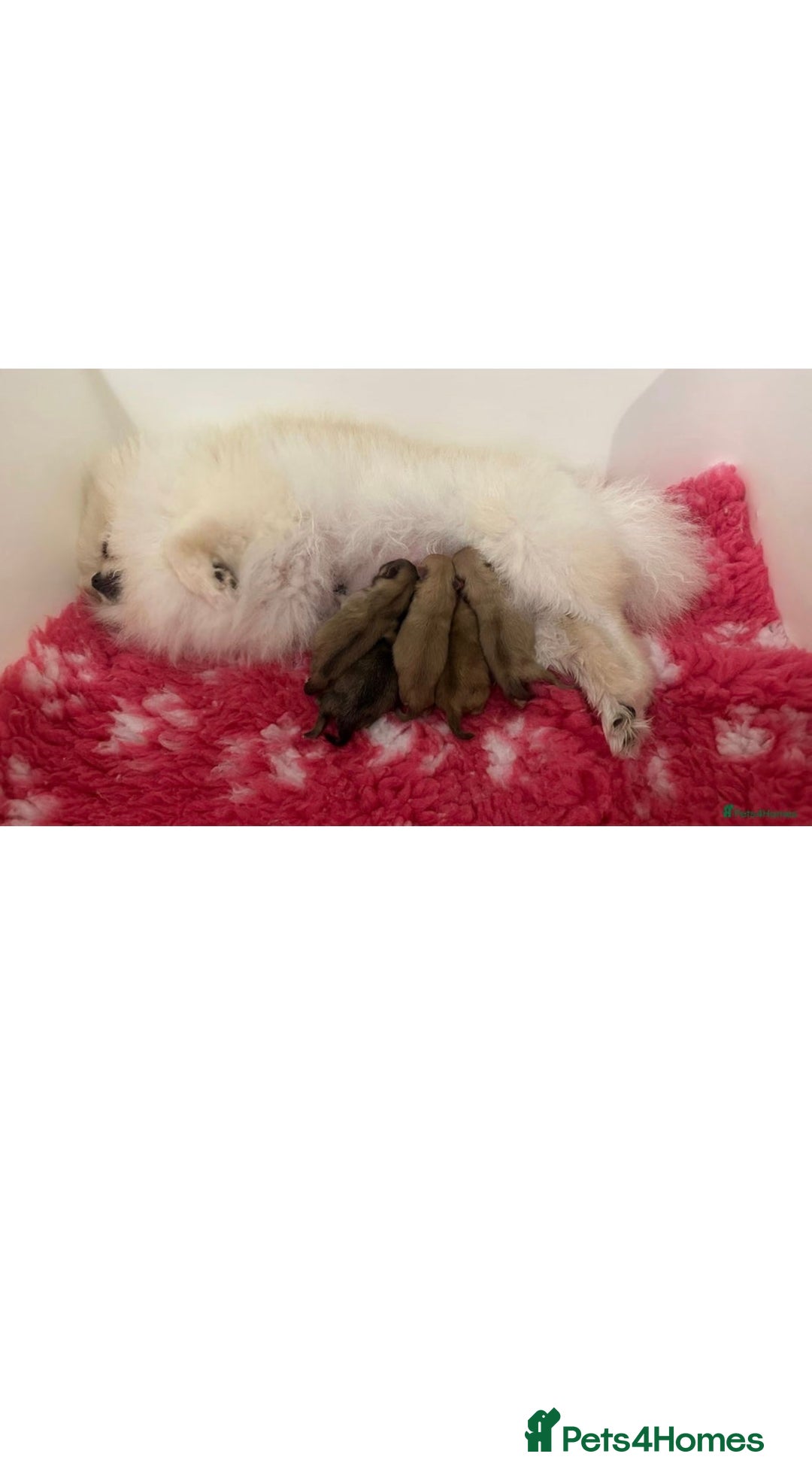 Pomeranian dogs for stud: 1.6kgPuppysize teddybear lilac and tan Pomeranian  - Advert 11