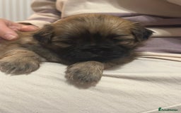 Shih Tzu dogs for sale: 5 beautiful Full Pedigree Shih Tzu Puppies - Image 16