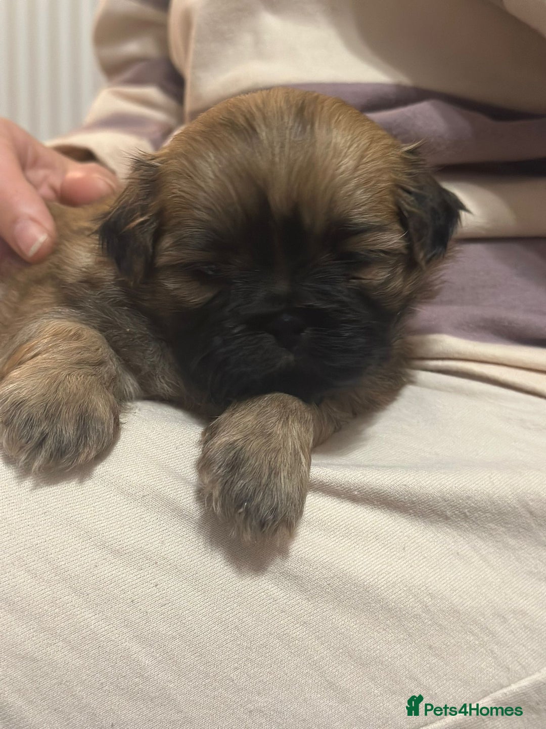 Shih Tzu dogs for sale: 5 beautiful Full Pedigree Shih Tzu Puppies - Image 16
