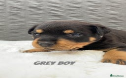 Rottweiler dogs for sale: Beautiful KC Rottweiler puppies - Image 29