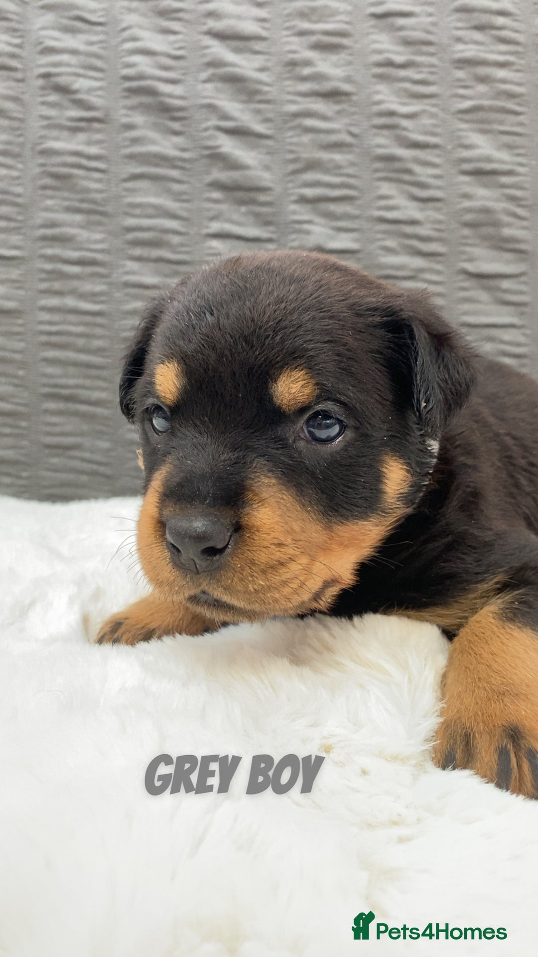 Rottweiler dogs for sale: Beautiful KC Rottweiler puppies - Image 29