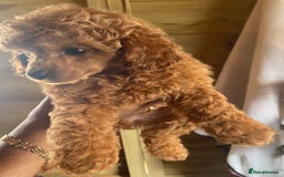 Toy Poodle dogs for sale: Kc toy poodle red boys - Image 11