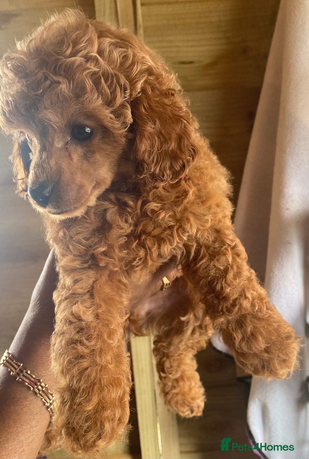 Toy Poodle dogs for sale: Kc toy poodle red boys - Image 11