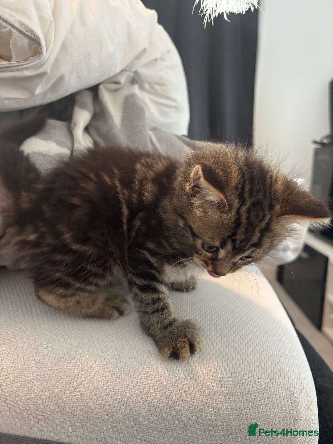 Brazilian Shorthair cats for sale: Kittens Breed From Brazilian Short Haired Mum  - Image 10