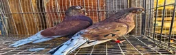 Pigeons birds for sale: RARE COLOUR PORTUGUESE TUMBLER PIGEONS - Advert 11