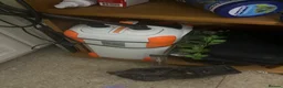 Terrapin reptiles for sale: Water turtles  in Houghton le Spring - Advert 5