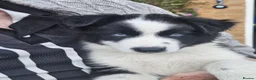 Mixed Breed dogs for sale: Border Collie/Husky Cross Puppies  - Advert 4