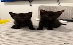 Mixed Breed cats for sale: lovely kittens read to go, just 3 left - Image 2