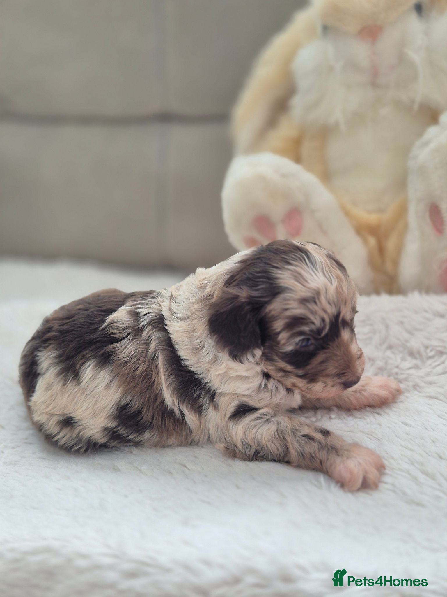 Cockapoo dogs Chocolate/merle cockapoos - Advert 1