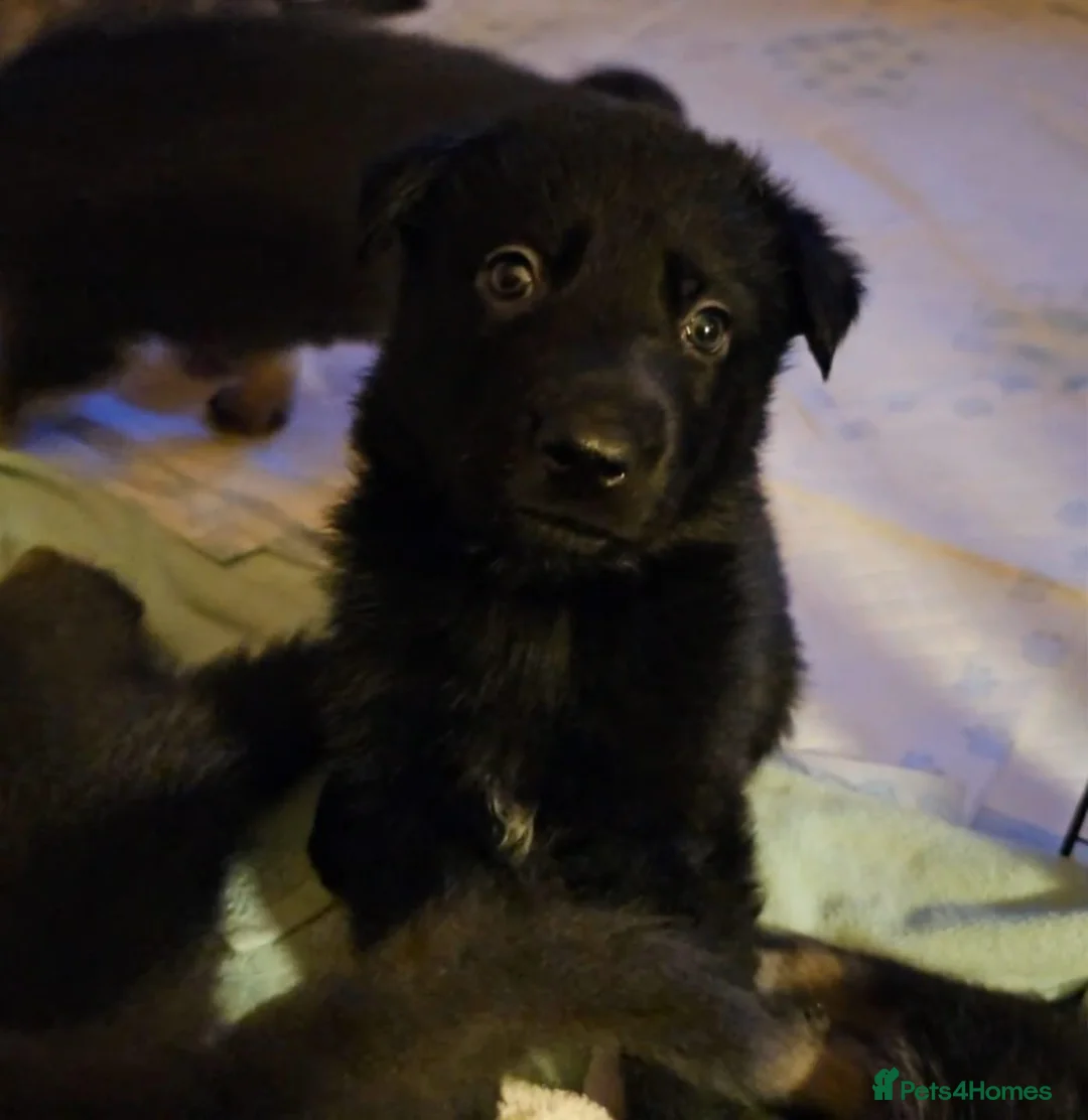 German Shepherd dogs for sale: 9 beautiful pure bred German Shepherd puppies - Advert 28