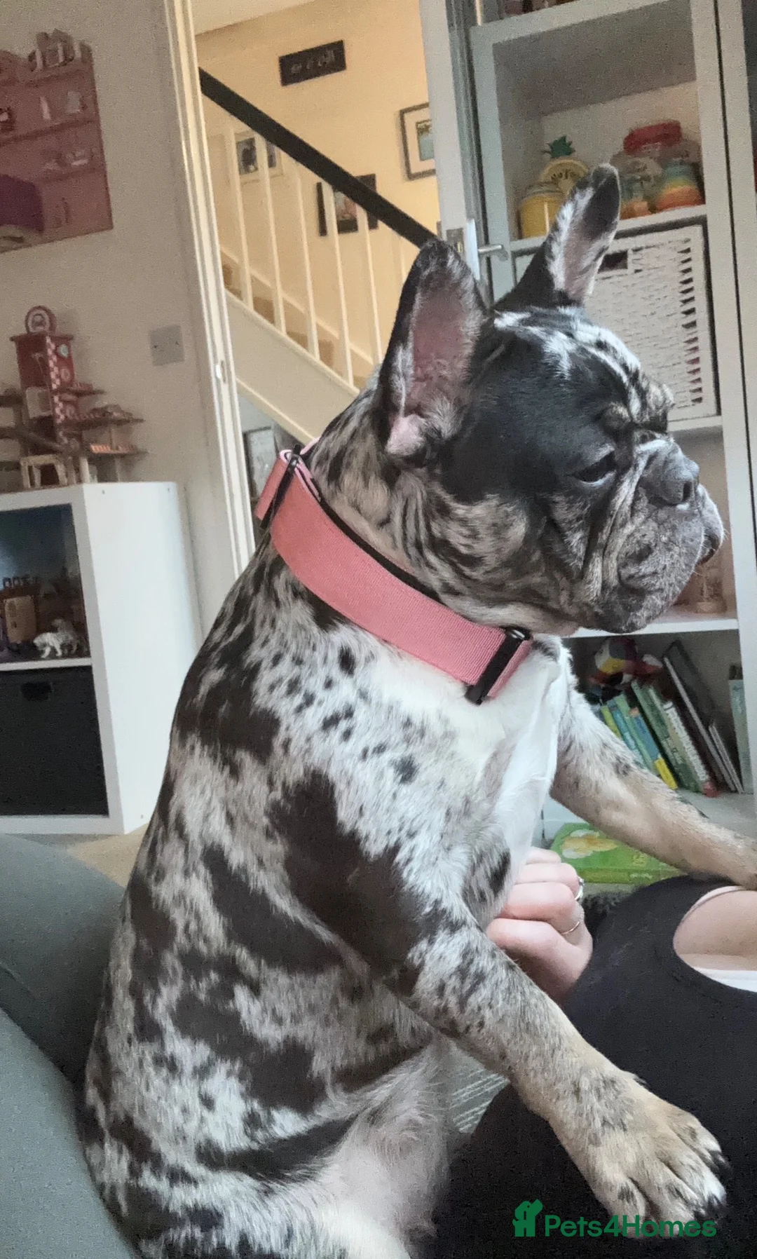 French Bulldog dogs for sale: Merle 1 year old Frencie  - Advert 2