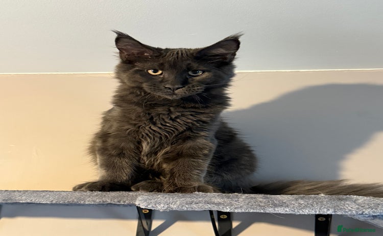 Maine Coon cats - Advert 11