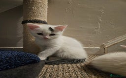 Abyssinian cats for sale: 4 Kitten - Image 10